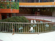 小蝌蚪音乐幼儿园